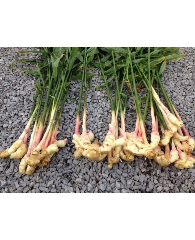 Trồng gừng bằng chậu tại nhà 