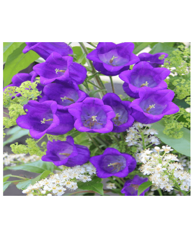 Trồng hoa chuông cho hương thơm nồng nàn và tình yêu bất diệt