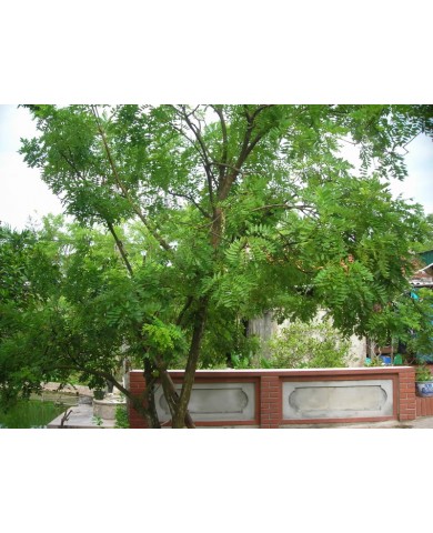 Trồng hoa hòe đón tài lộc trước hiên nhà