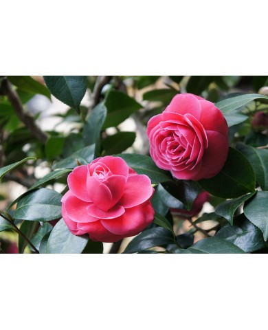 Trồng hoa trà cho thềm nhà xinh đón tết