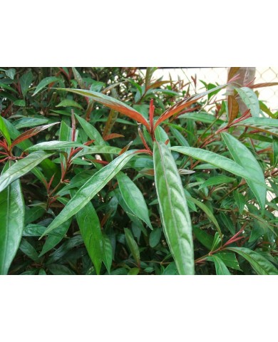 Trồng cây Hoàn Ngọc làm thuốc tại nhà