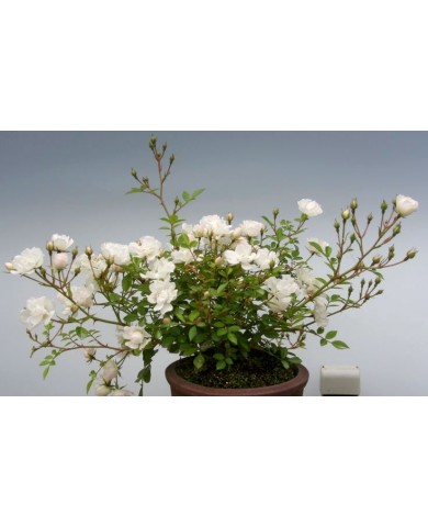 Trồng cây hoa hồng bonsai độc, lạ, thu tiền triệu mỗi cây