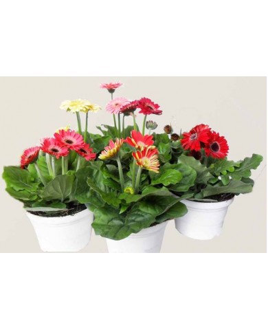 Trồng và chăm sóc hoa cúc đồng tiền