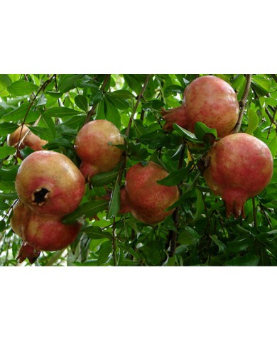 Trồng lựu trước nhà vừa làm cảnh vừa ăn trái