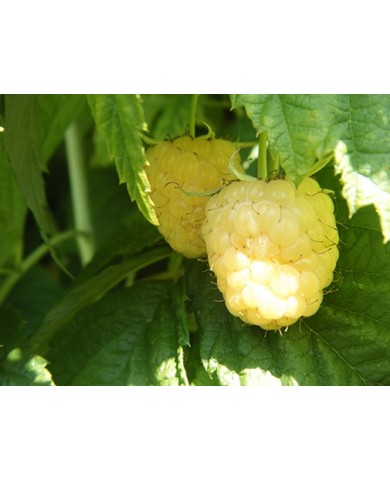 Trồng mâm xôi tại nhà cho quả quanh năm