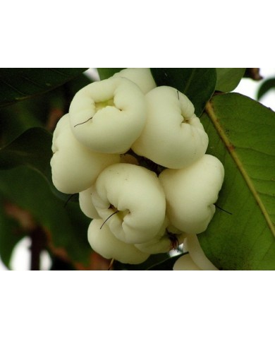 Những công dụng bất ngờ từ quả mận ta