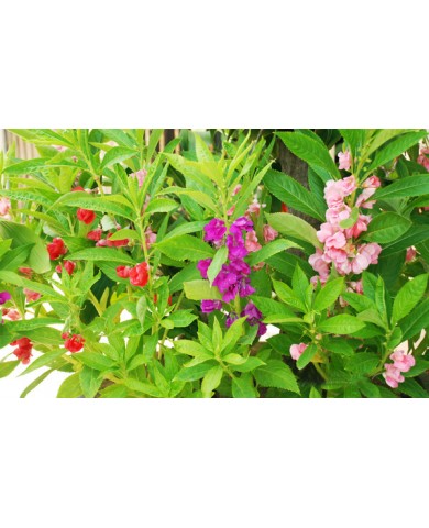 Hoa móng tay - Loài hoa dân dã nhưng rực rỡ sắc màu