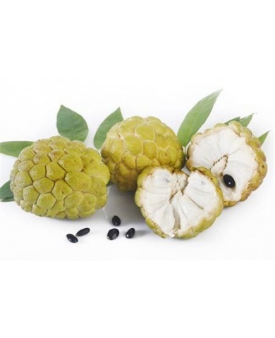 Những loại quả thịt ngon nhưng hạt lại cực độc