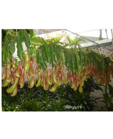 Trồng cây nắp ấm đuổi muỗi quanh nhà