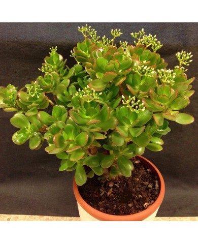 Trồng cây Ngọc Bích mang may mắn, tiền tài cho gia chủ