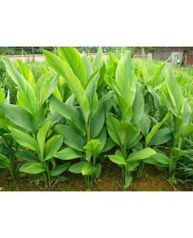 Trồng nghệ tây tại nhà, vừa ăn vừa làm thuốc cực hay