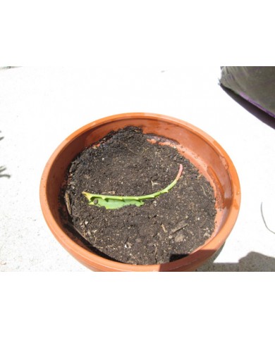 Nha đam tự trồng tại nhà - mập mạp, xanh tốt