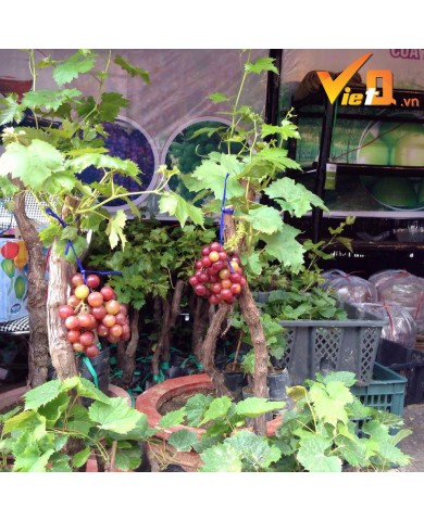 Vài triệu đồng 1 cây nho cảnh chơi Tết