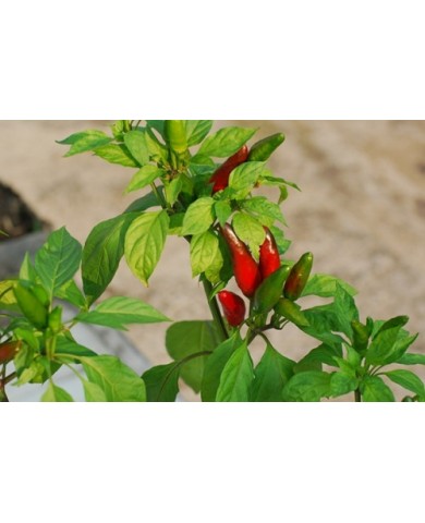 Tận dụng hạt ớt trồng cây cho trái ăn quanh năm