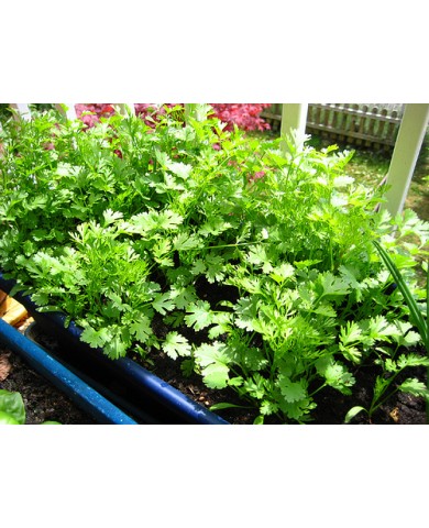 Rau mùi tây (rau cần tây) trồng tại nhà