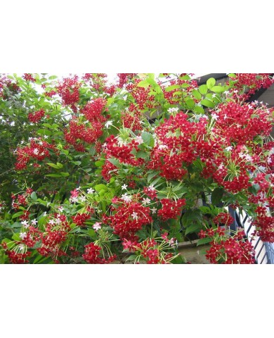 Phương pháp trồng giàn sử quân tử mát rượi mùa hè