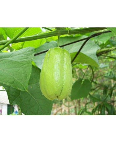 Trồng su su trĩu quả ngay trên sân thượng nhà phố