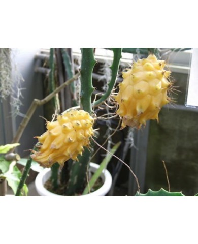 Độc đáo thanh long vàng giá gần 700.000đ/kg