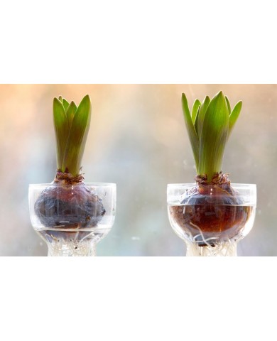 Trồng cây thủy canh trong bình thủy tinh cực đẹp mắt