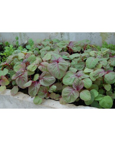 Trồng và chăm sóc rau dền