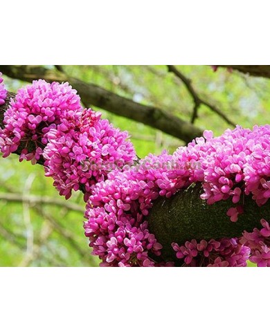 Thử trồng cây hạnh phúc - loài cây vừa đẹp tên vừa đẹp hoa