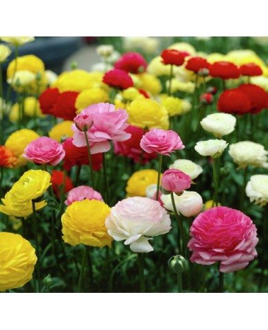 Trồng hoa Mao lương mang vẻ đẹp tròn đầy, thịnh vượng