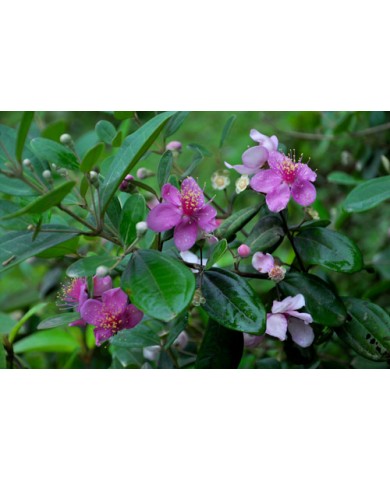 Trồng sim tím mộng mơ làm cảnh tại nhà