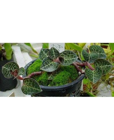 Trồng Lan Gấm cực đơn giản và làm sạch không khí trong nhà