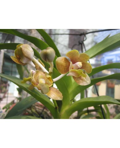 Lan Vanda - loài hoa lan vừa lạ vừa đẹp lại bền hoa