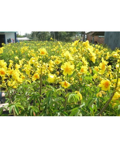 Mai Hoa đăng - loài hoa vàng ngập tràn sắc Xuân