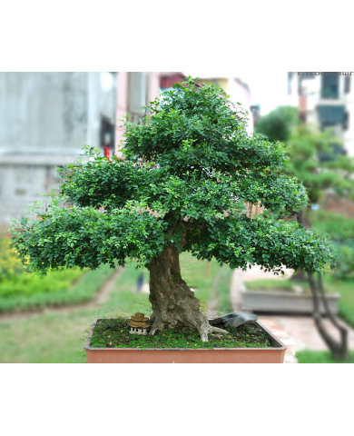 Trồng cây nguyệt quế bonsai làm đẹp không gian sống