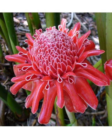 Sen đa lộc - Loài hoa tươi tắn, rực rỡ có tên gọi cực hay