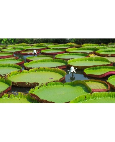 Độc đáo trồng sen khủng cho hương thơm tỏa khắp vùng