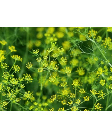 Trồng rau Thì Là - vừa làm rau vừa làm thuốc cực tốt