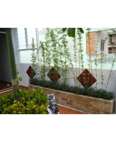 Trúc Quân tư - Loài trúc kiểng cực đẹp đem lại may mắn