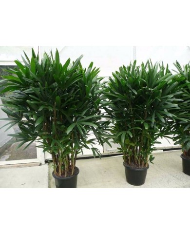 Trúc Mây - Loài cây hút tài lộc cho gia chủ