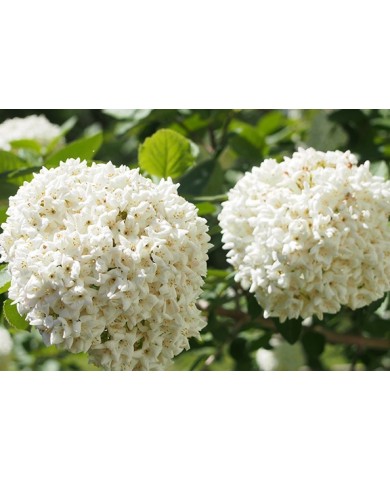 Trồng hoa Hương Tuyết cầu cực đẹp đón tết