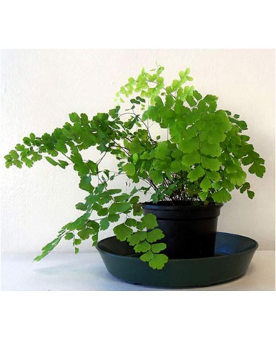 Trồng cây tóc thần vệ nữ làm sạch không khí trong nhà