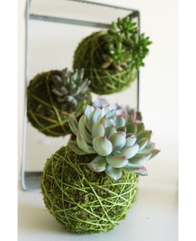 Trang trí nhà bằng cây treo lơ lửng không cần chậu