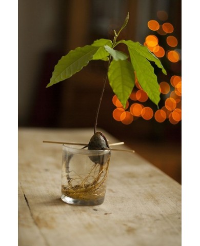 Trồng bơ từ hạt cực đơn giản