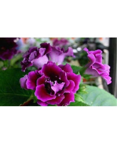 Tự trồng và chăm sóc hoa tử la lan