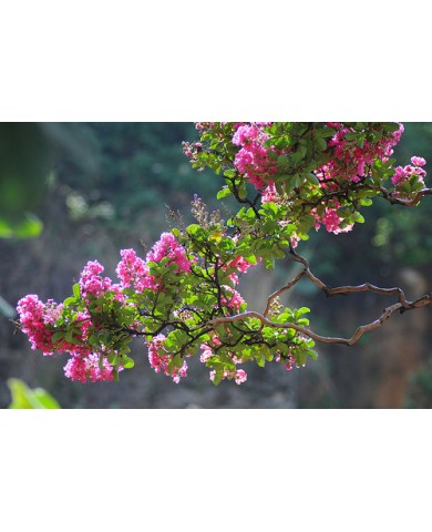 Hoa tường vi cánh mỏng