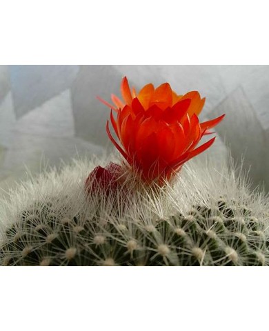 Để xương rồng ra hoa quanh năm