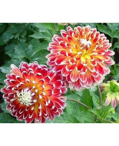 Ý nghĩa các loài hoa