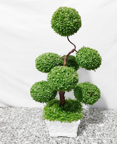 Chậu cỏ may mắn