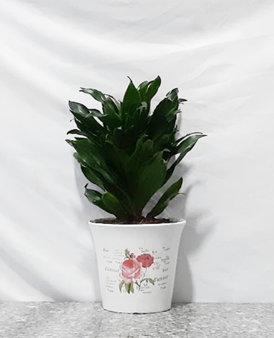 Chậu cây phát tài Úc