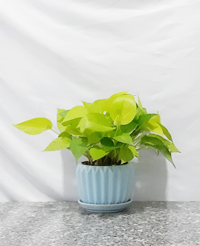 Chậu cây Trầu bà Thái Vàng