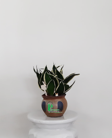 CHẬU CÂY LƯỠI HỔ CHẬU CÂY LƯỠI HỔ