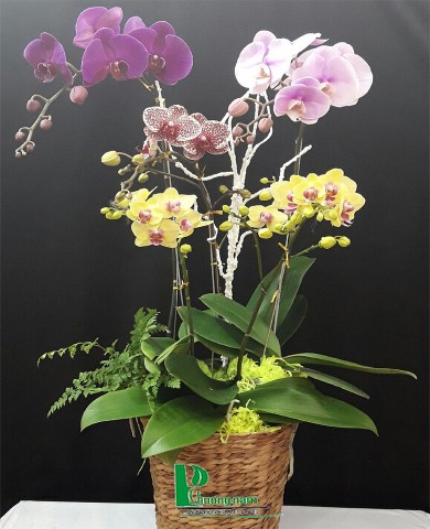 Chậu lan hồ điệp 