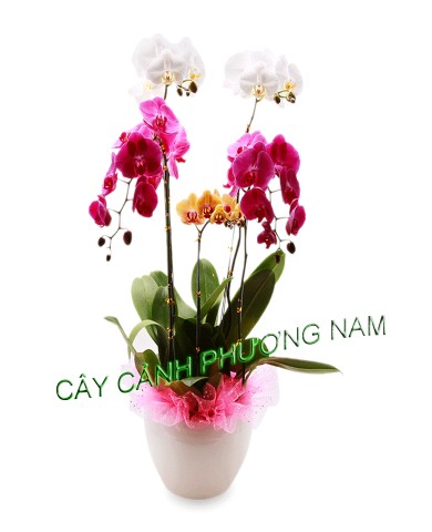 Chậu lan hồ điệp